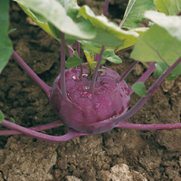 Graines potagères CHOU RAVE violet KOLIBRI F1 (Brassica oleracea Gongylodes Group) - PROSEM