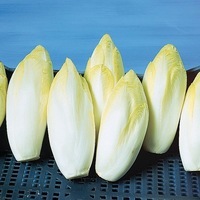 Graines potagères CHICOREE WITLOOF ATLAS F1 (Cichorium intybus var. foliosum L.) - PROSEM