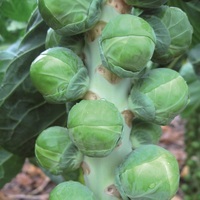 Graines potagères CHOU DE BRUXELLES NAUTIC F1 (Brassica oleracera gemmifera) - PROSEM