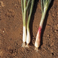  CIBOULE CIBOULE-ROUGE (ou Ciboule commune) (Allium fistulosum)-Graines non traitées - PROSEM