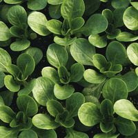 Graines potagères MACHE (ou Rampon ou Doucette ou Salade de blé) VIT (Caprifoliaceae) - PROSEM