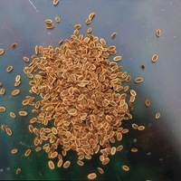 Graines potagères ANETH OFFICINAL (Anethum graveolens) - PROSEM