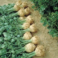 Graines potagères CELERI rave PRINZ (Apium graveolens L.) - PROSEM