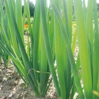  CIBOULE CIBOULE-BLANCHE (Allium fistulosum)-Graines non traitées - PROSEM