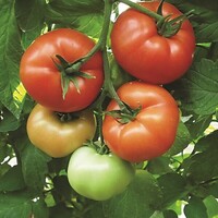  TOMATE RONDE rouge TOMATE RONDE rouge-CELESTEEN F1-Graines biologiques - PROSEM