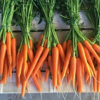 Graines potagères CAROTTE ROMANCE F1 (Daucus carota) - PROSEM