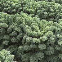 Graines potagères CHOU NON POMME WINTERBOR F1 (Brassica oleracea var. acephala) - PROSEM