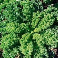 Graines potagères CHOU NON POMME HALBHOHRER GRÜNER KRAUSER (Brassica oleracea var. acephala) - PROSEM