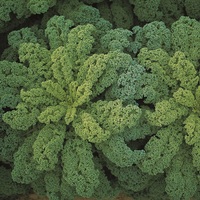  CHOU NON POMME CHOU NON POMME-DARKIBOR F1 (Brassica oleracea var. acephala)-Graines calibrées biologiques certifiées - PROSEM