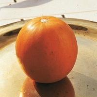 Graines potagères COURGE COMESTIBLE Pomme d'or (Cucurbita pepo) - PROSEM