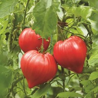  TOMATE ALLONGEE type Coeur TOMATE ALLONGEE type Coeur-DOSSIMO F1-Graines biologiques - PROSEM