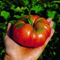  TOMATE CÔTELEE TOMATE CÔTELEE-Potiron écarlate-Graines non traitées - PROSEM