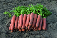 Graines potagères CAROTTE NARVIK F1 (Daucus carota) - PROSEM