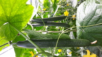  CONCOMBRE LONG HOLLANDAIS CONCOMBRE LONG HOLLANDAIS-BRISBANE F1 (Cucumis sativus)-Graines non traitées - PROSEM