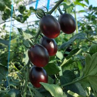  TOMATE CERISE TOMATE CERISE-ONYX F1-Graines non traitées - PROSEM