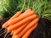 Graines potagères CAROTTE FLORANCE F1 (Daucus carota) - PROSEM