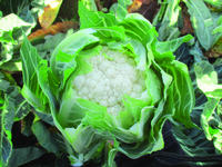  CHOU-FLEUR CHOU-FLEUR-NARUTO F1 (Brassica oleracea botrytis botrytis)- - PROSEM