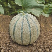  MELON MELON-EDGAR F1-Graines biologiques - PROSEM