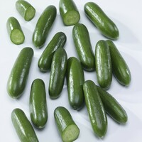 Graines potagères CONCOMBRE COURT et diversification KAIKURA F1 (Cucumis sativus) - PROSEM