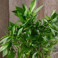 Graines potagères BASILIC PROSPERA THAI THAI F1 (Ocimum basilicum) - PROSEM