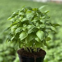  BASILIC BASILIC-PROSPERA ACTIVE AYA 23-23C F1 (Ocimum basilicum)-Graines non traitées - PROSEM