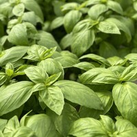  BASILIC BASILIC-PROSPERA ACTIVE NOGA 23-32H F1 (Ocimum basilicum)-Graines biologiques - PROSEM