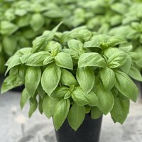 Graines potagères BASILIC PROSPERA ACTIVE MIA 23-46C F1 (Ocimum basilicum) - PROSEM