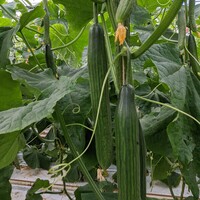  CONCOMBRE LONG HOLLANDAIS CONCOMBRE LONG HOLLANDAIS-EDEN F1 (Cucumis sativus)-Graines biologiques - PROSEM