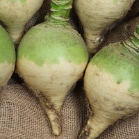 Graines potagères RUTABAGA (CHOU NAVET) SKERNE F1 (Brassica napus Napobrassica Group) - PROSEM