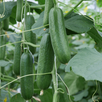  CONCOMBRE COURT et diversification CONCOMBRE COURT et diversification-SILVIA (Cucumis sativus)-Graines biologiques - PROSEM