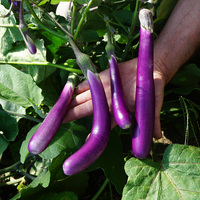  AUBERGINE AUBERGINE-PINK LADY (Solanum melongena)-Graines biologiques - PROSEM