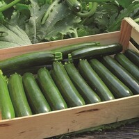 Graines potagères COURGETTE cylindrique APOGIA F1 - PROSEM