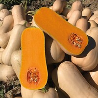  COURGE BUTTERNUT COURGE BUTTERNUT-VAIANA F1 (Cucurbita)-Graines biologiques - PROSEM