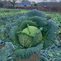 Graines potagères CHOU DE MILAN TCA 619 F1 (Brassica oleracera capitata saubadan) - PROSEM