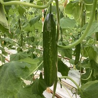 Graines potagères CONCOMBRE LONG HOLLANDAIS 53200 F1 (Cucumis sativus) - PROSEM