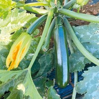 Graines potagères COURGETTE cylindrique RENEGADE F1 (Curcubitaceae) - PROSEM