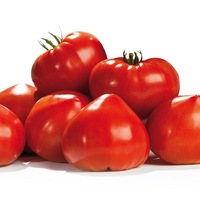  TOMATE ALLONGEE type Coeur TOMATE ALLONGEE type Coeur-GOURMANDIA F1-Graines biologiques - PROSEM